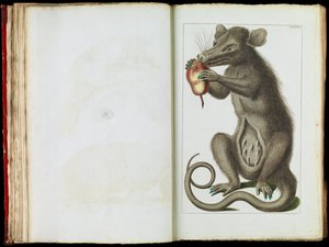 オポッサム、ディデルフィモルフィア 作： Albertus Seba